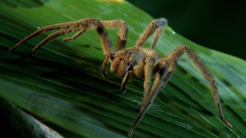 Бродячий паук (65 фото)
