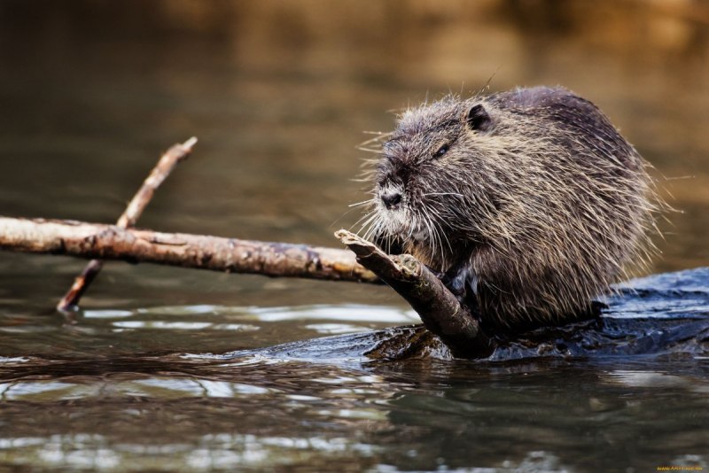 Nutria выдра