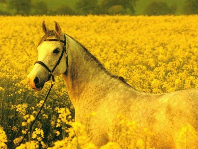 Лошадь в желтых цветах