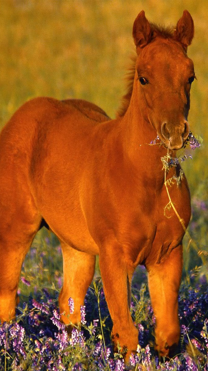 Желтая лошадка. Рыжий жеребенок. Рыжая лошадь. Оранжевая лошадь. Желтая лошадь.