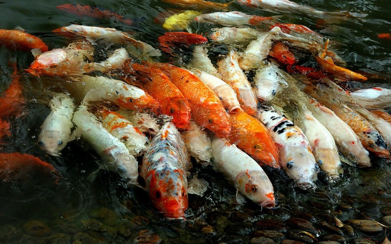 Шелторы Mad Carp