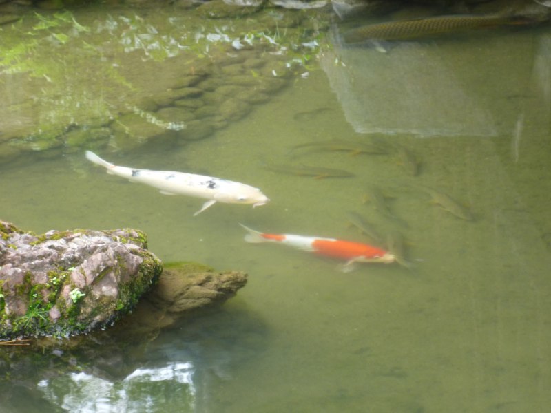Река Эбро catch Carp места