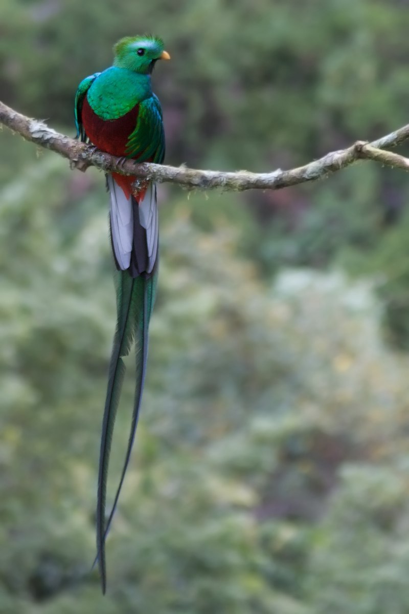 Pharomachrus mocinno