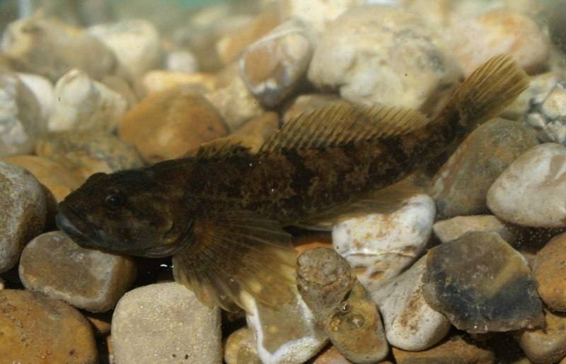 Обыкновенный подкаменщик (COTTUS gobio)
