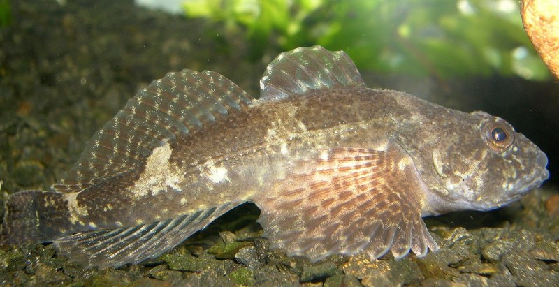 Бычок рыба морской Азовский
