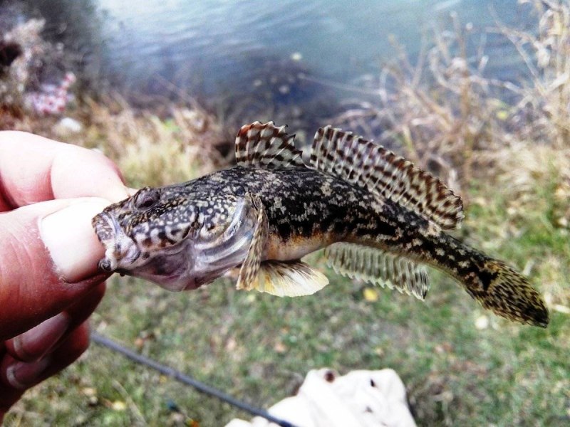 Обыкновенный подкаменщик (COTTUS gobio)