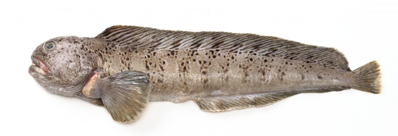 Дальневосточная зубатка (Anarhichas orientalis),