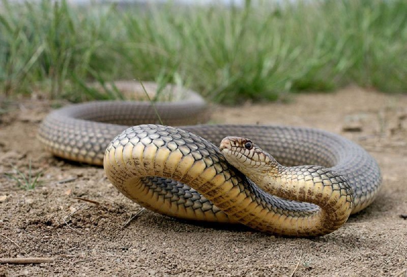 Желтобрюхий полоз (Dolichophis caspius)