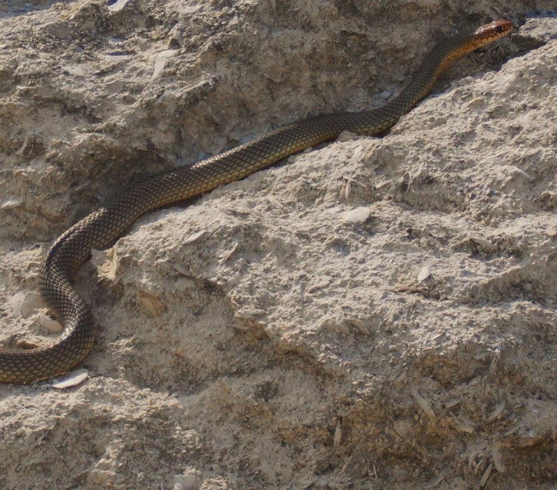 Желтобрюхий полоз (Dolichophis caspius)