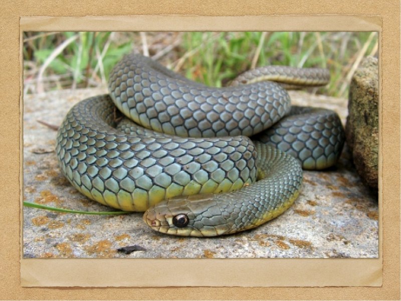 Балканский полоз (Coluber gemonensis)