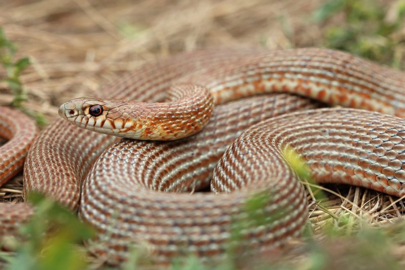 Желтобрюхий полоз (Dolichophis caspius)