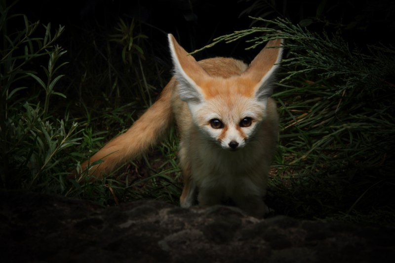 Fuchs лиса