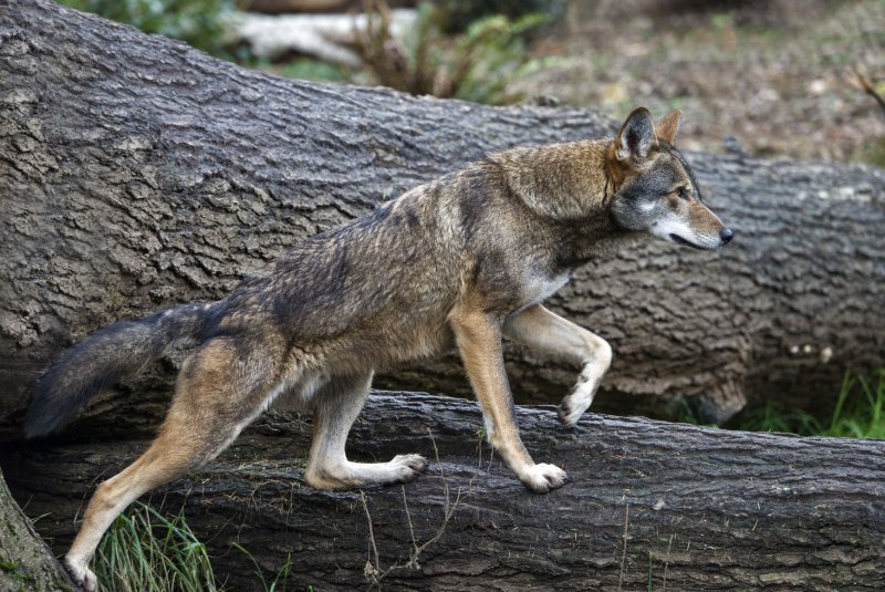 Самый первый Wolf