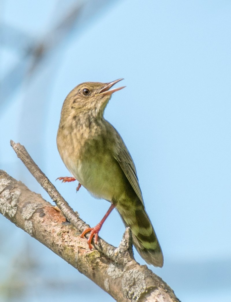 Locustella fluviatilis