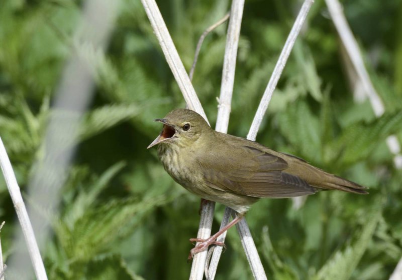 Locustella fluviatilis