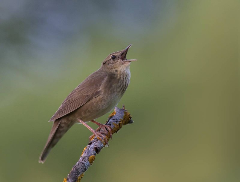 Locustella fluviatilis