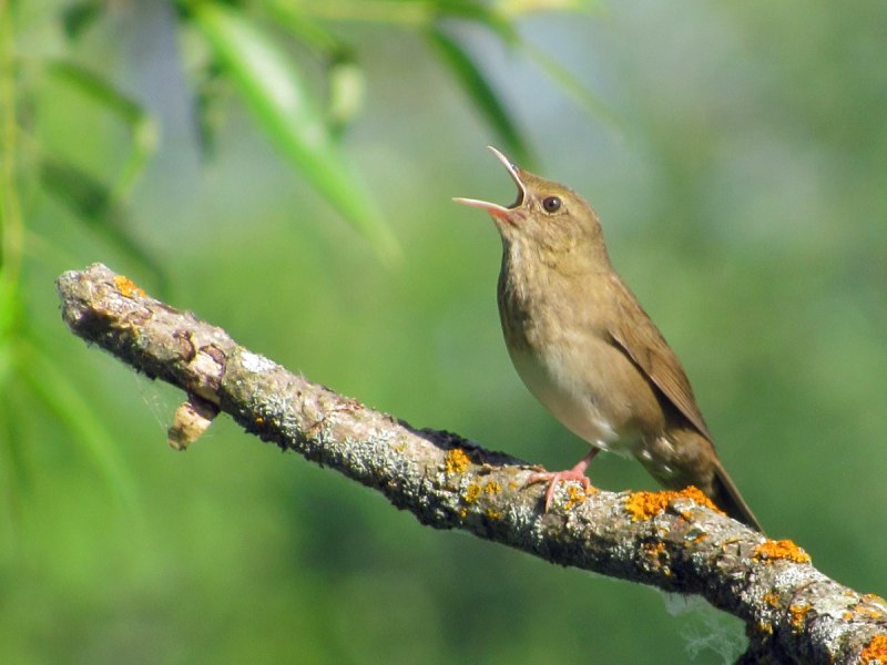 Locustella fluviatilis