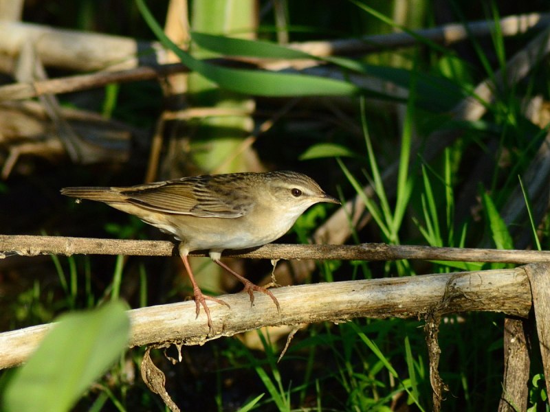 Locustella fluviatilis Nest