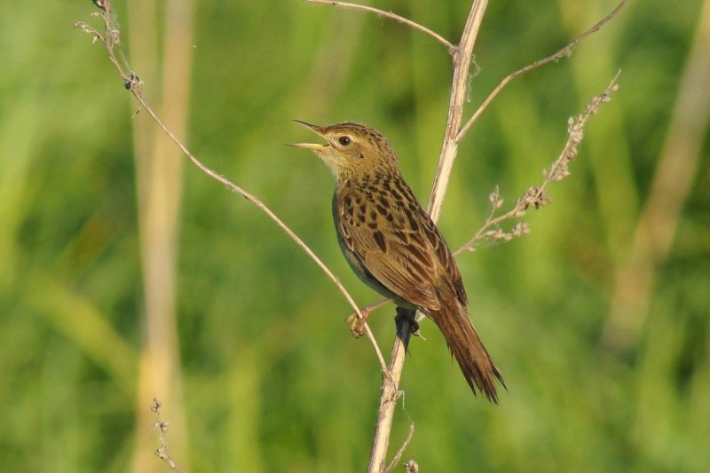 Locustella Naevia