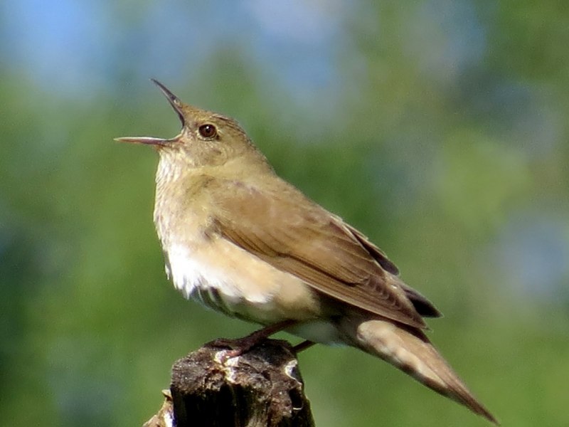 Locustella certhiola