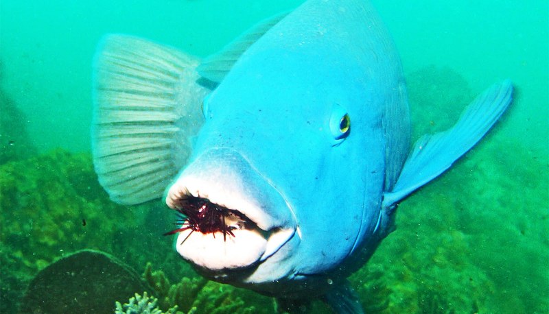 Eastern Blue Groper