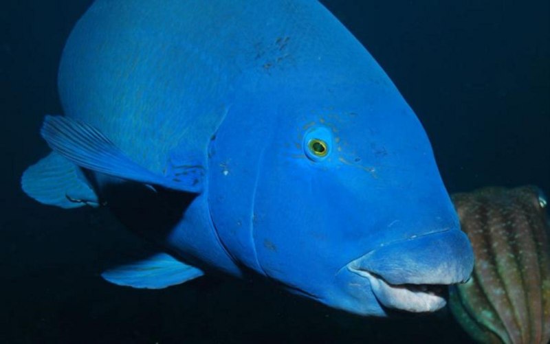 Eastern Blue Groper