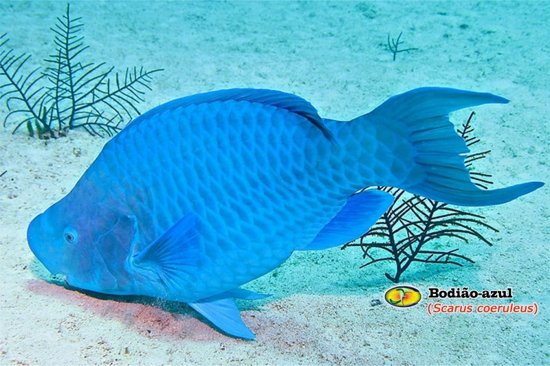 Аквариумная рыбка Acanthurus chronixis