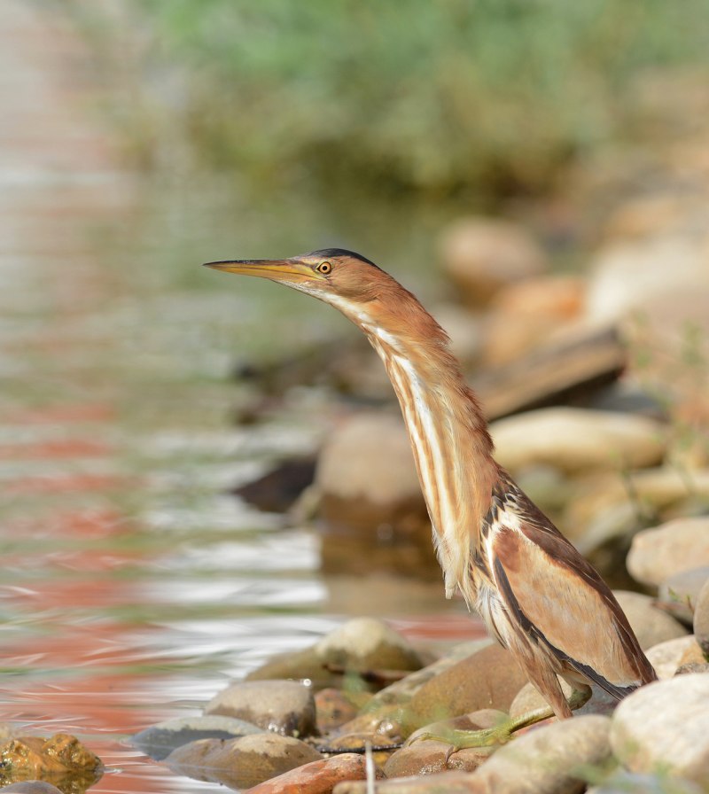 Выпь малая (Ixobrychus minutus)