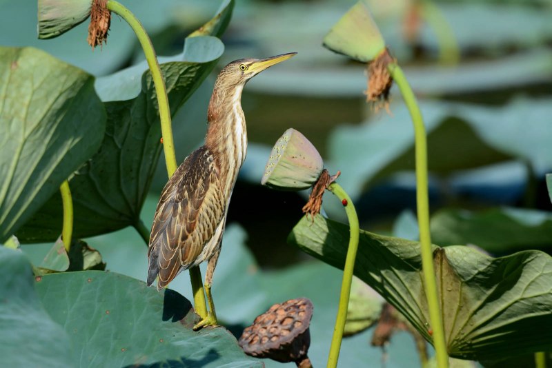 Выпь малая (Ixobrychus minutus)