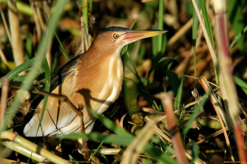 Китайский волчок (Yellow Bittern, Ixobrychus sinensis)