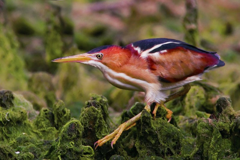 Ixobrychus minutus