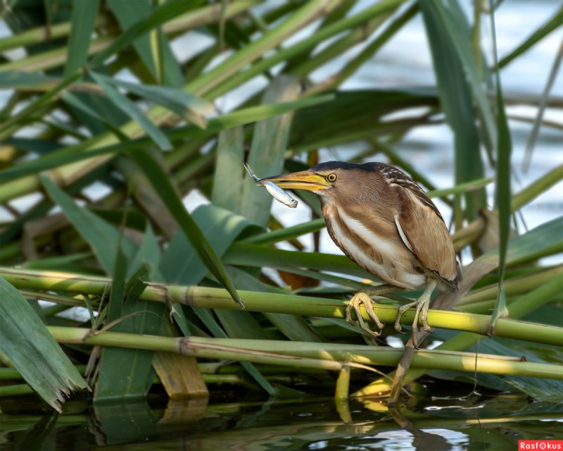 Выпь (Bittern)