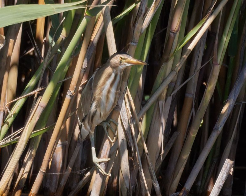 Ixobrychus minutus