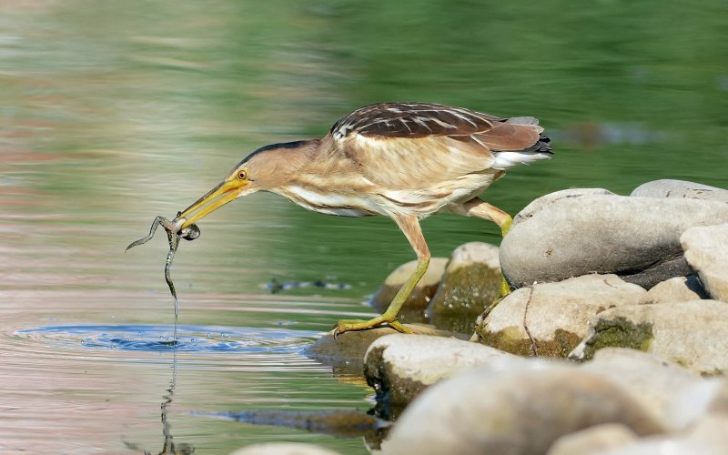 Выпь малая (Ixobrychus minutus)