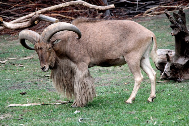 Barbary Sheep (Ammotragus lervia),