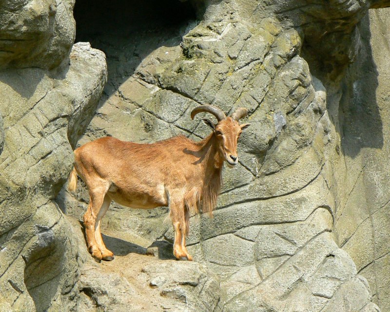 Винторогий баран Архар