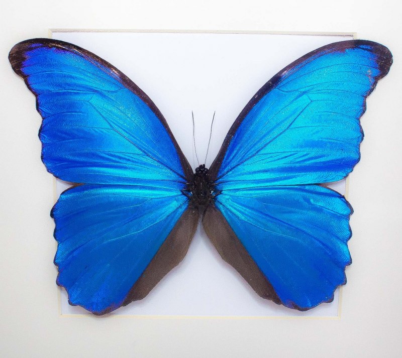 Morpho Didius бабочка