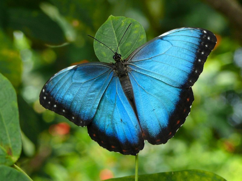 Morpho peleides бабочка