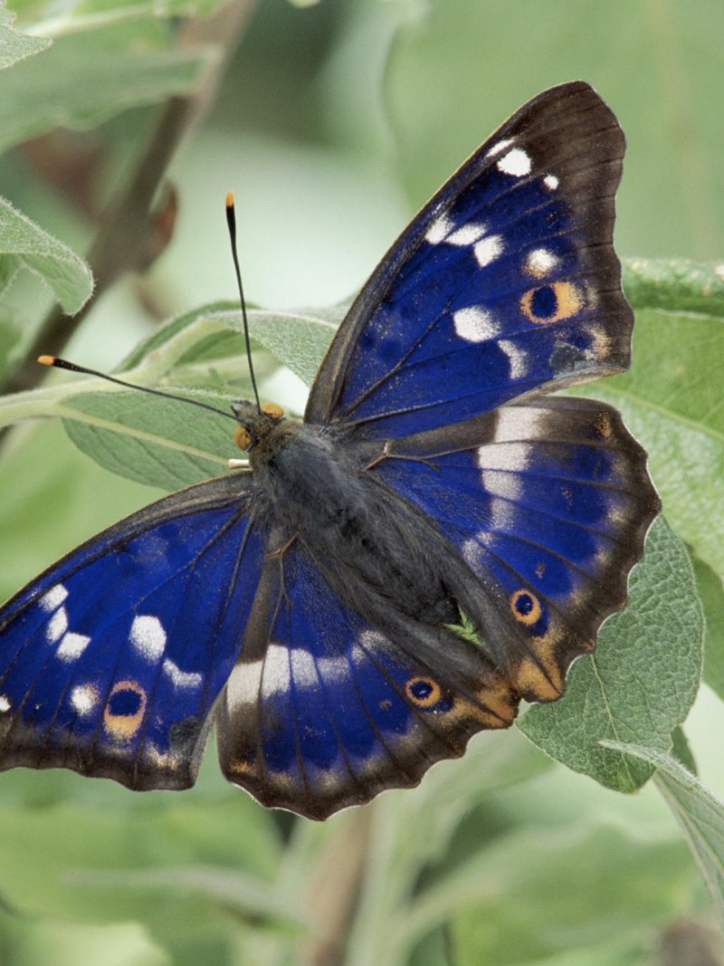 Голубая артынская бабочка (62 фото)