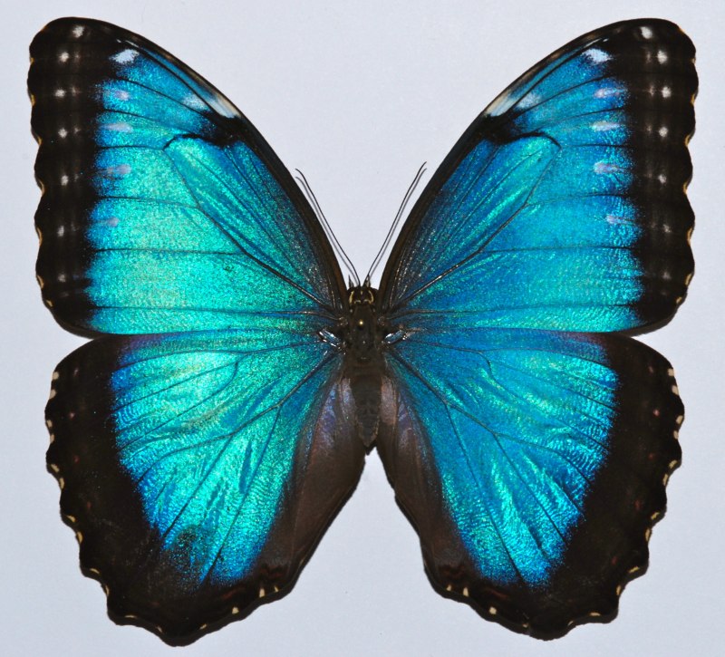 Morpho peleides бабочка