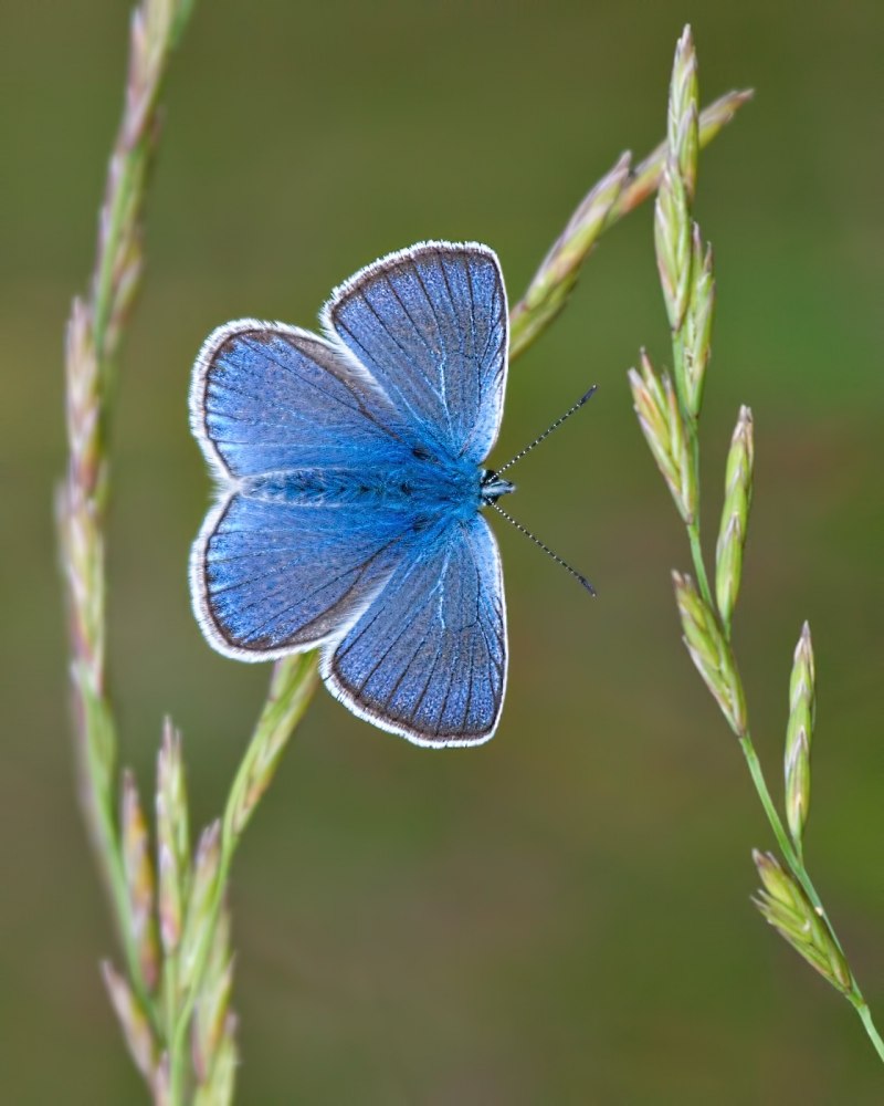 Blue Morpho бабочка