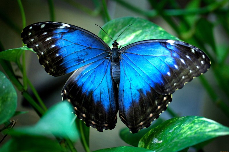 Polyommatus bellargus