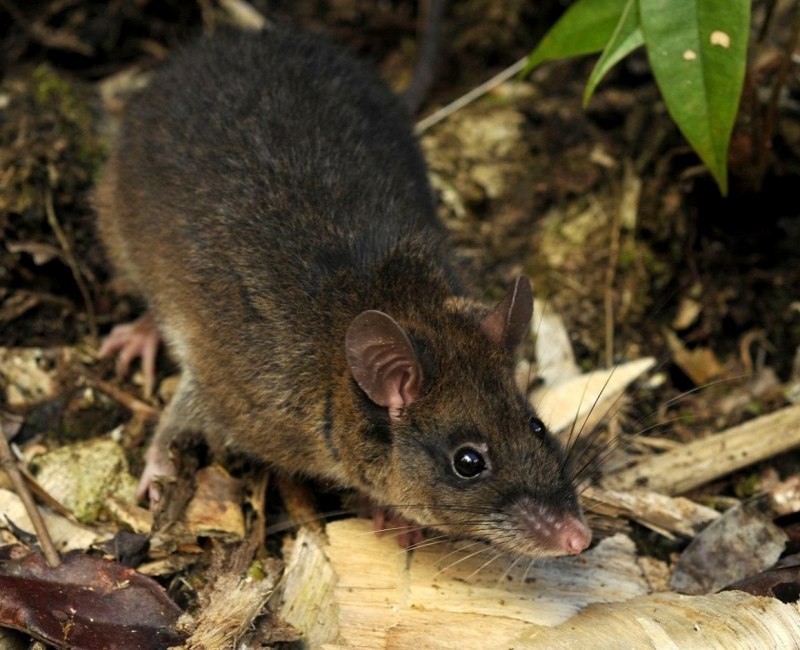 Paucidentomys vermidax