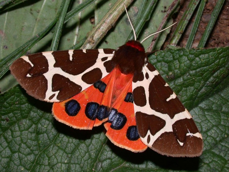 Spilosoma lubricipeda гусеница