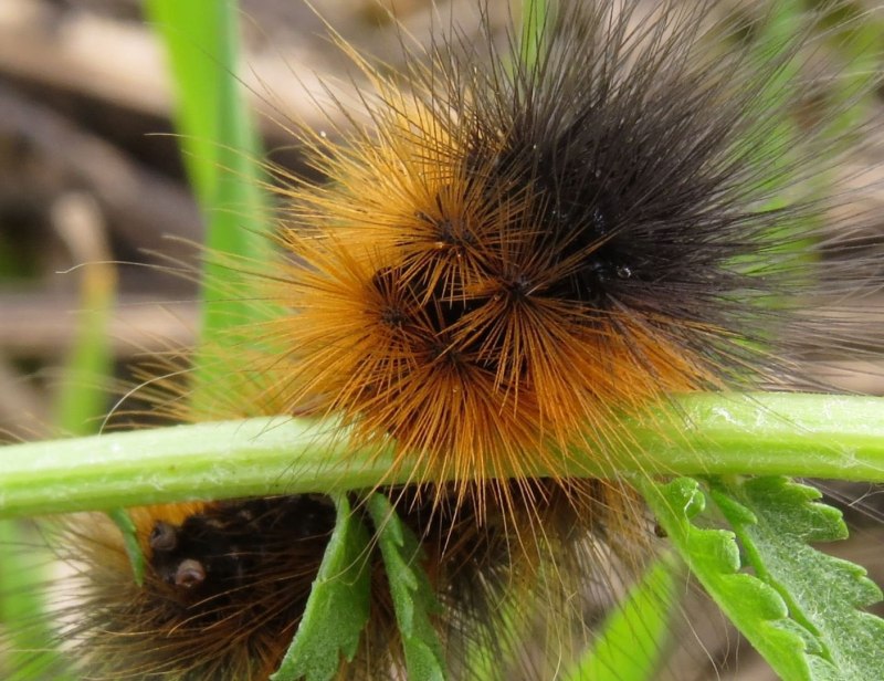 Phragmatobia fuliginosa гусеница