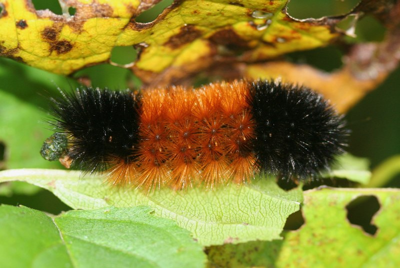 Spilosoma lubricipeda гусеница