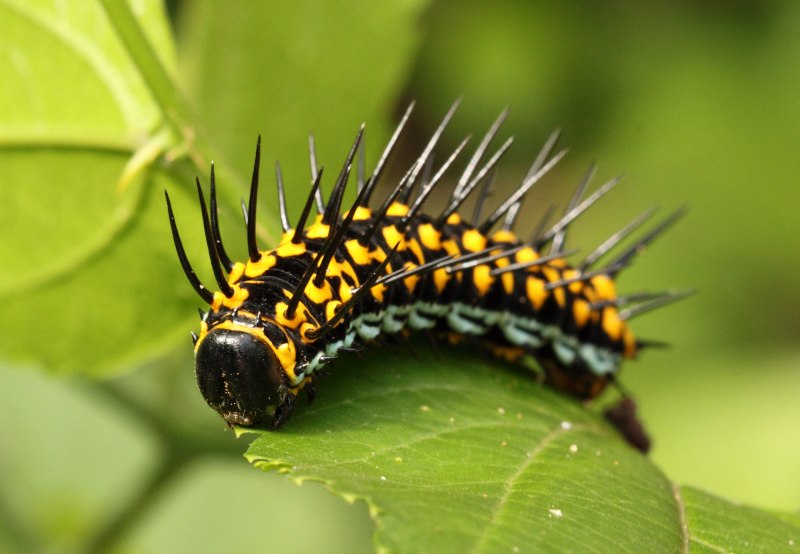 Phragmatobia fuliginosa гусеница