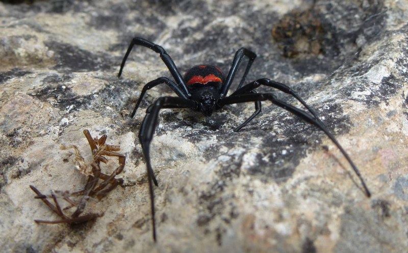 Каракурт (Latrodectus tredecimguttatus)
