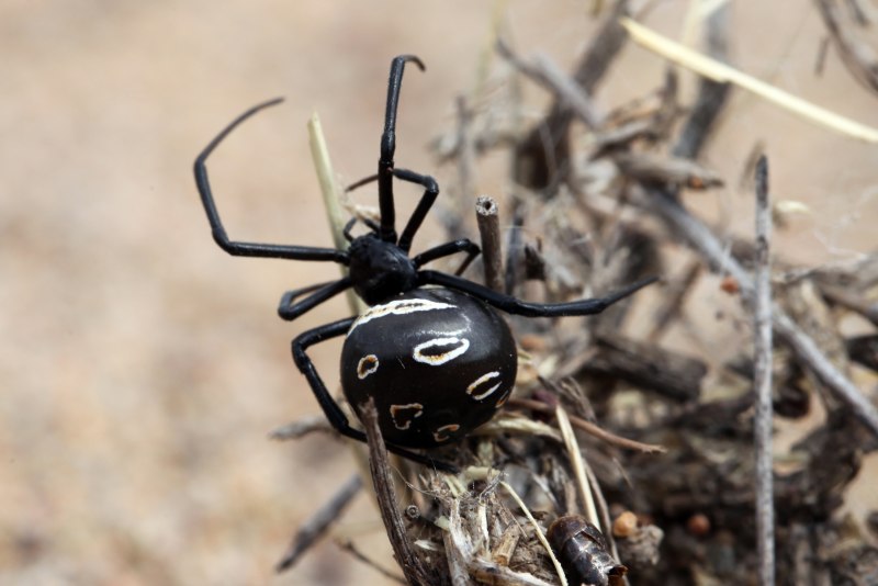 Паук Latrodectus tredecimguttatus
