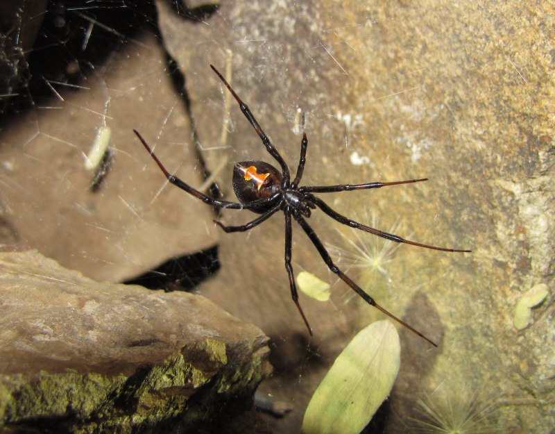 Каракурт (Latrodectus tredecimguttatus)